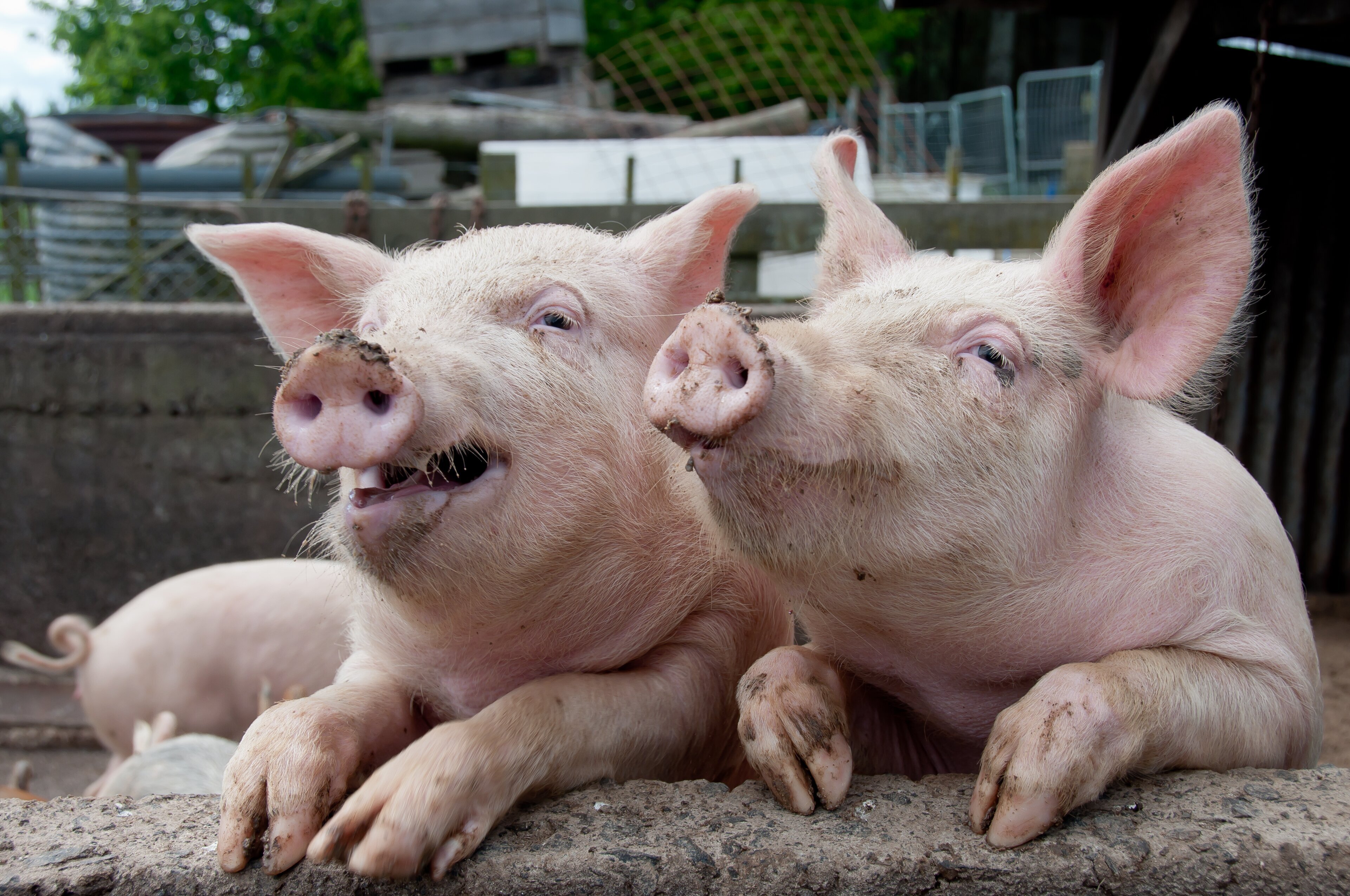Почему 2 свинки. Свинья. Две свиньи. Фото свиньи. Поросята фото.