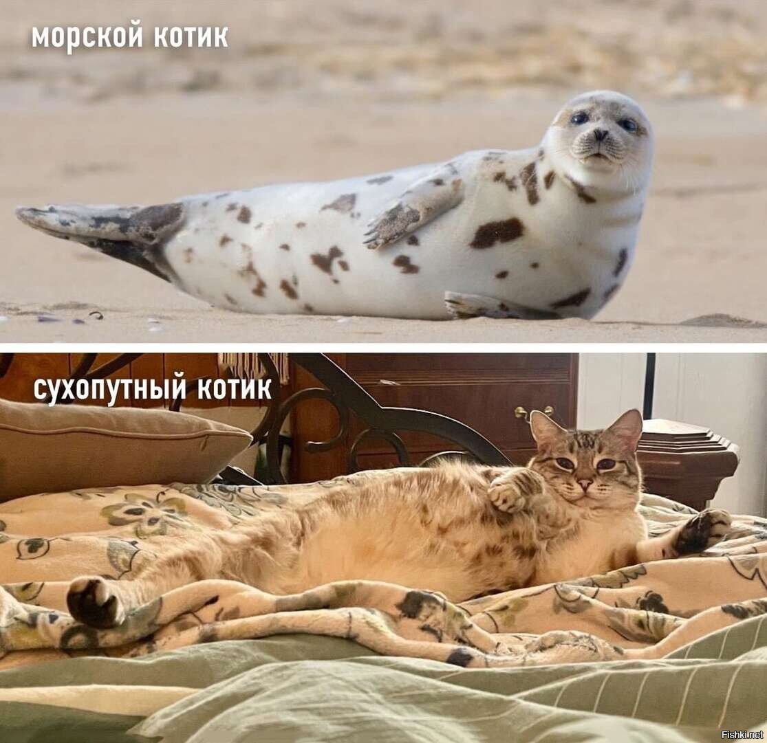 Котики морские и Сухопутные