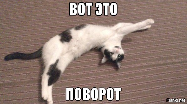 Вот это номер. Вот это поворот. Вот это поворот котик. Вот это поворот Мем кот.