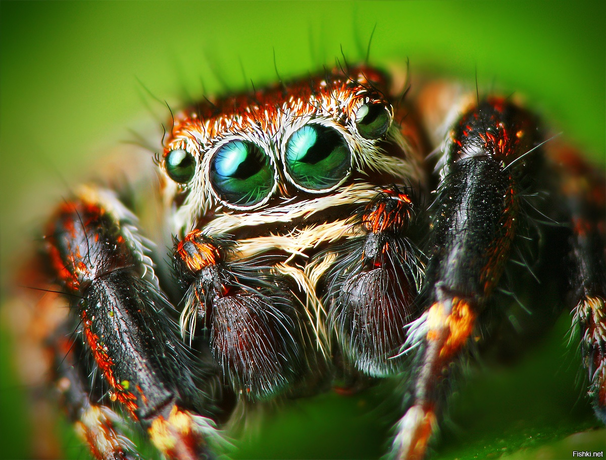 Spider. Evarcha culicivora. Паук птицеед Макросъемка. Глаза паука скакуна. Багира Киплинга паук.