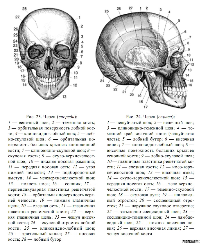 Череп схема анатомия