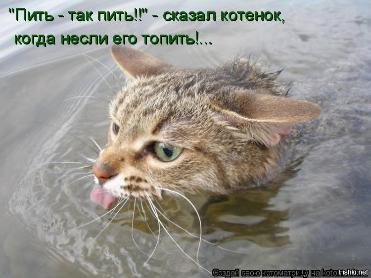 Хочется купаться. Сказал котенок когда несли его топить. Пить так пить сказал котенок. Фотография кота затопили. Я не умею плавать.