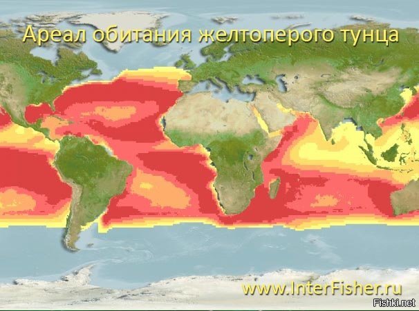 Где водится тунец карта