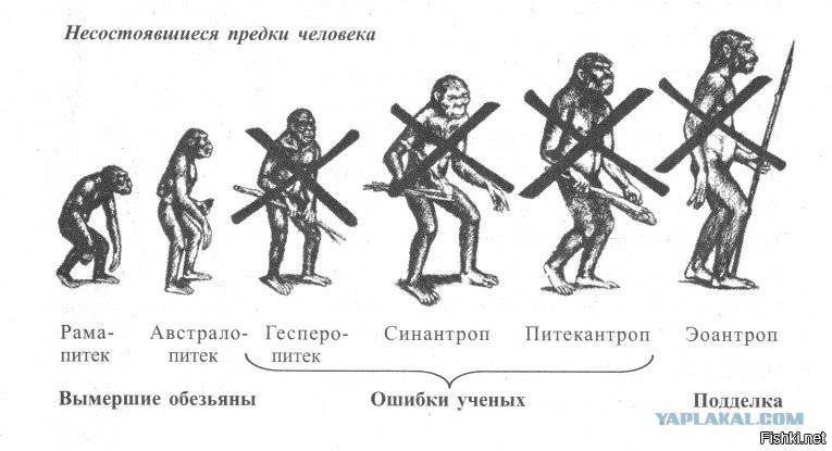 Представитель какой группы предков человека показан на изображении