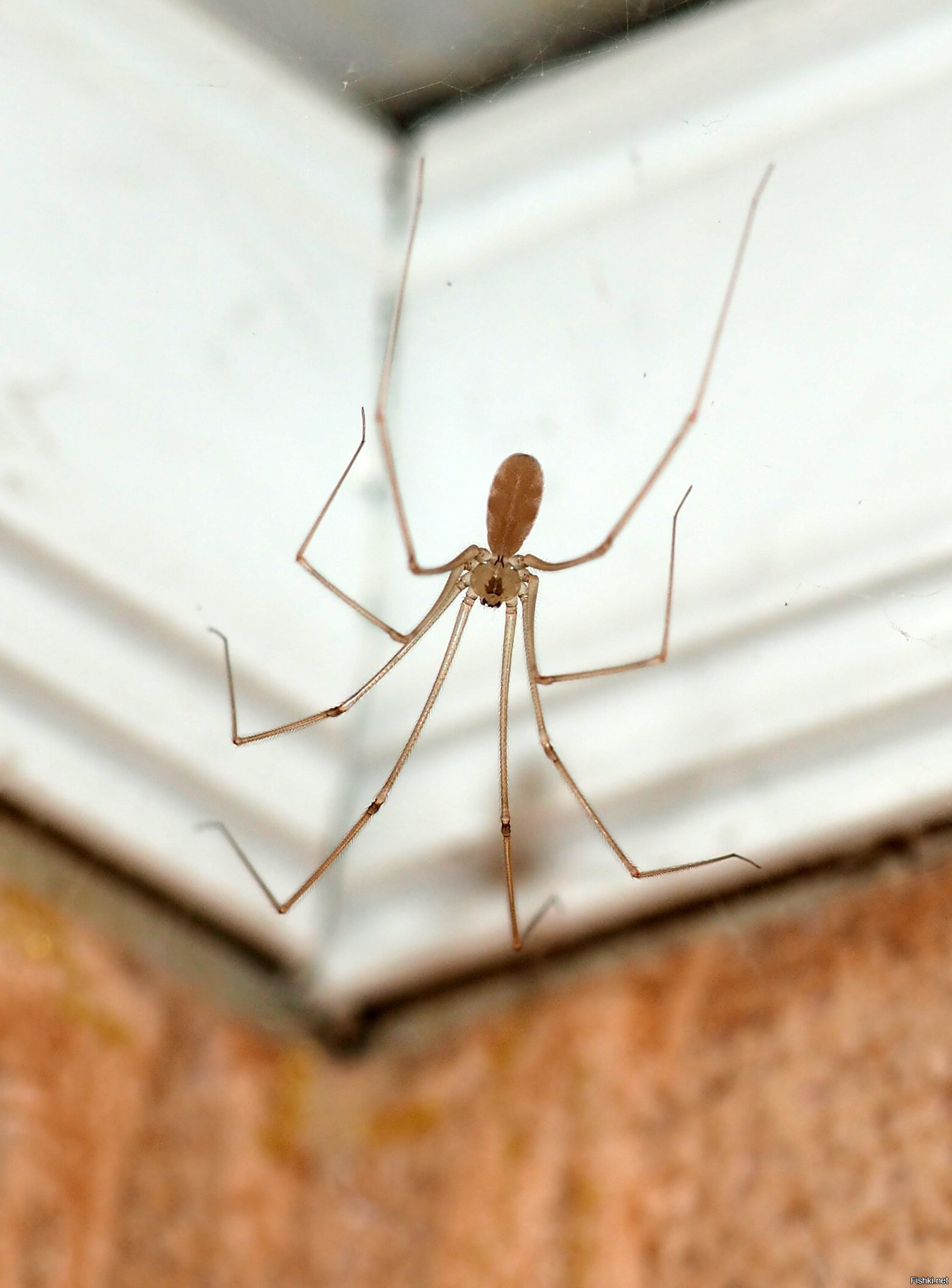 голиаф сенокосец. паук мизгирь сенокосец. сенокосец домашний. мизгирь сенокосец. сенокосец домашний.