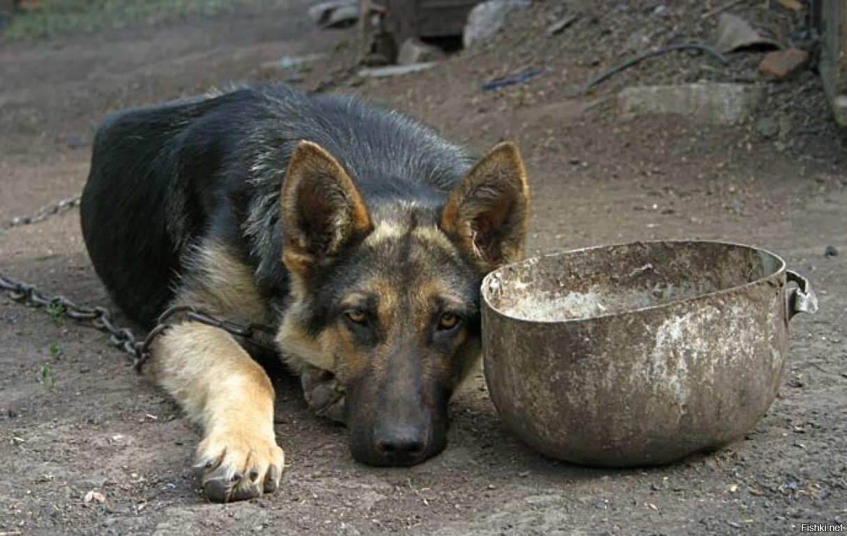 Собака на цепи фото