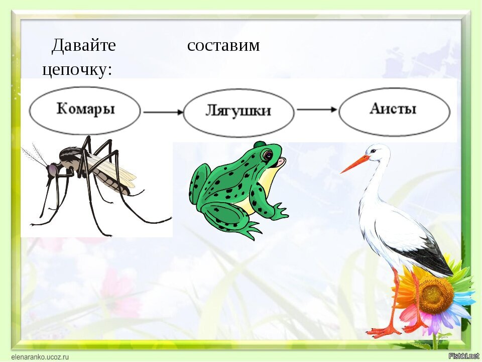 Составьте схему цепи питания характерной для болот лягушка водный детрит комар стрекоза уж