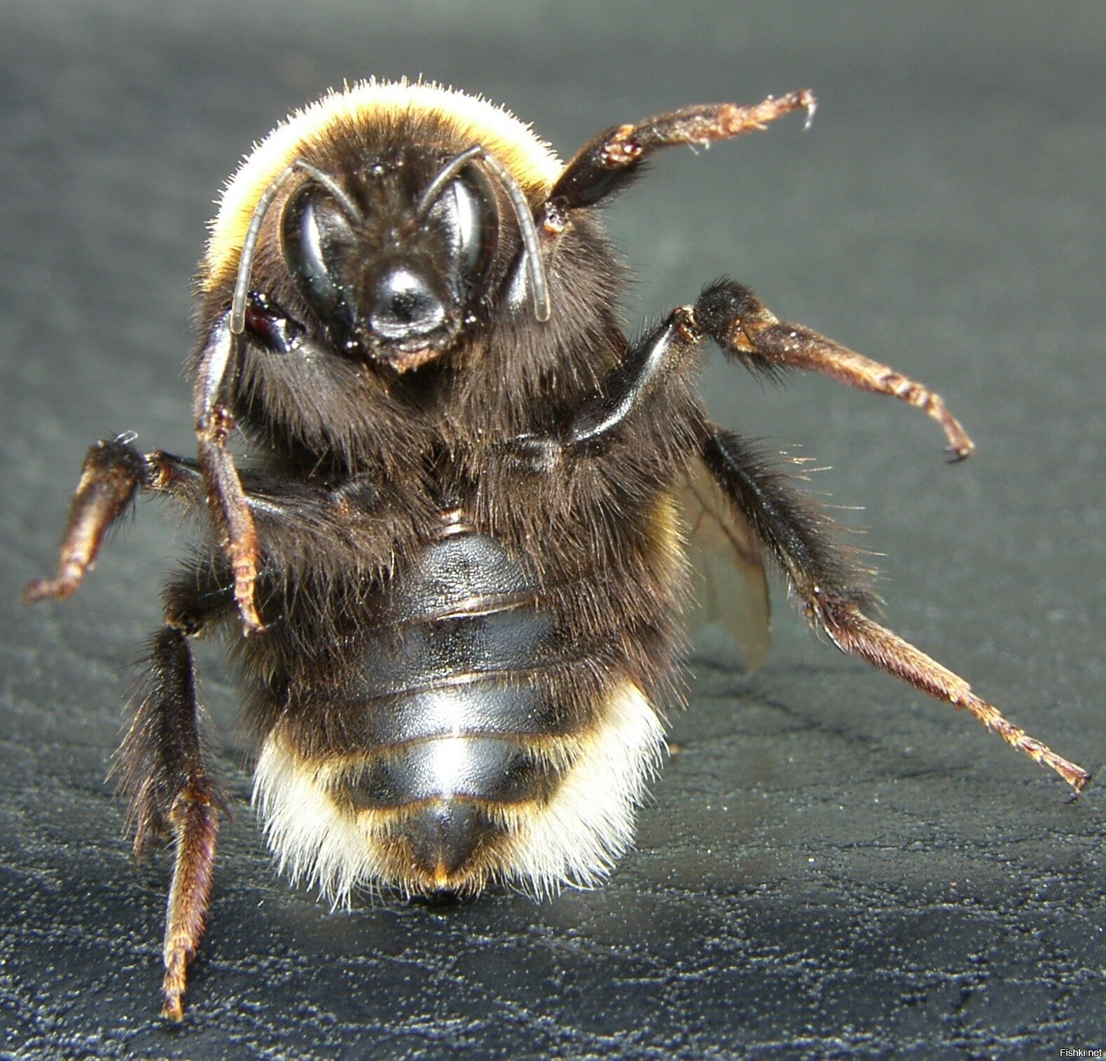 Сколько лап у пчелы. Bombus terrestris. Bombus terrestris (Linnaeus, 1758). Шмель в. terrestris. Bombus terrestris жало.