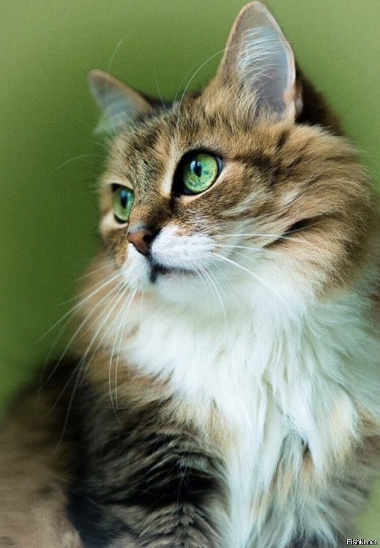 Норвежская Лесная кошка трехцветная