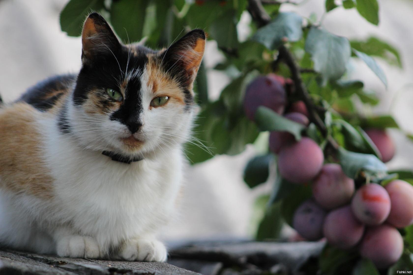 Коты в испании