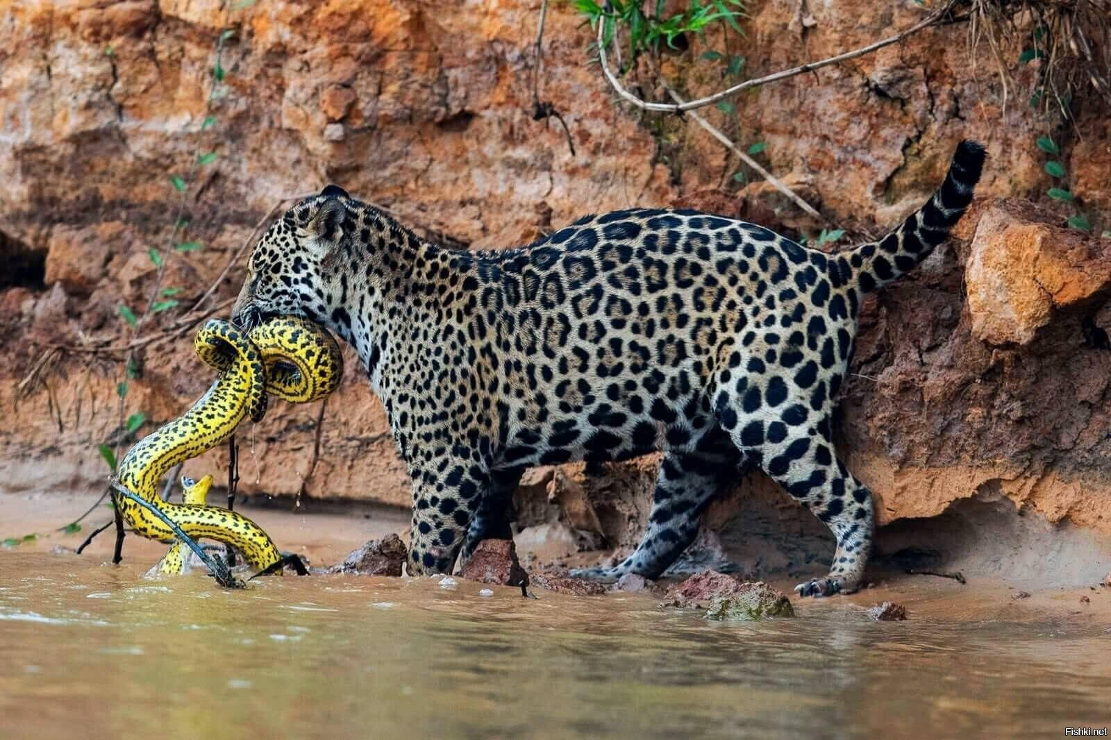 Амазонский Ягуар