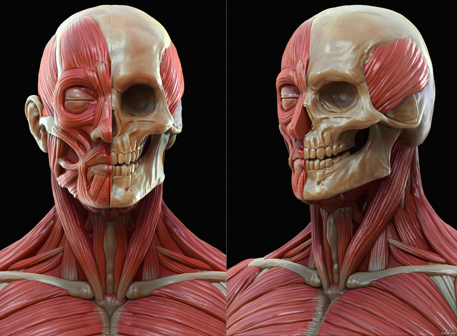 Neck muscles