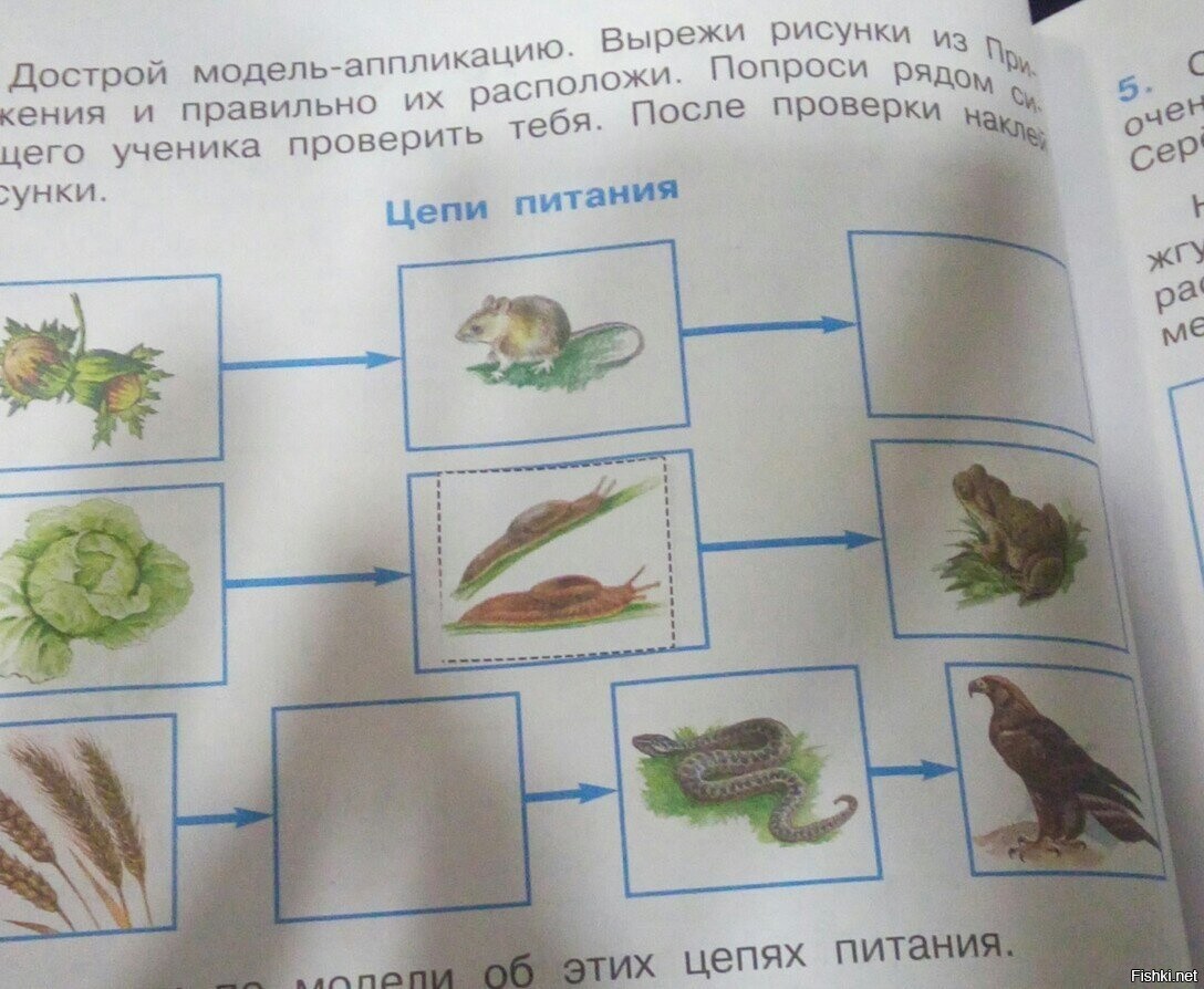 Окружающий мир 3 класс стр 93. Цепи питания окружающий мир. Цепочка питания окружающий мир. Пищевая цепочка окружающий мир. Цепь питания окружающий.