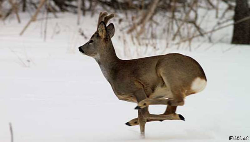 Сибирская косуля capreolus pygargus. Рогатая косуля. Косуля рогач. Capreólus capreólus. Косули оленевые.