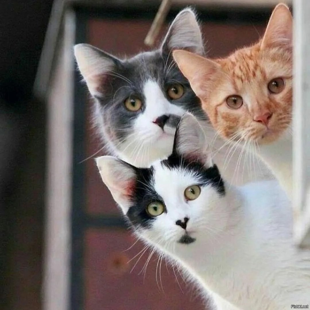 Три киса. Три кошки. Красивые кошки. Забавные кошки. Кошки друзья.