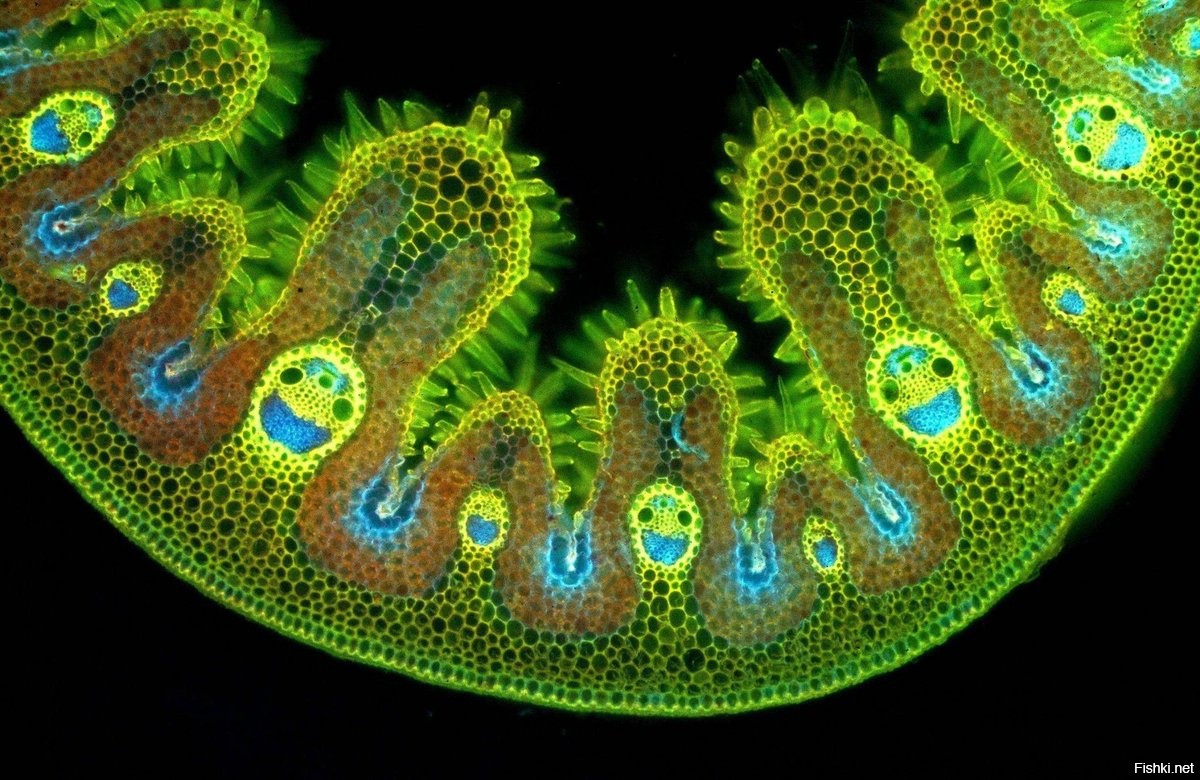 строение раст клетки под микроскопом фото 55