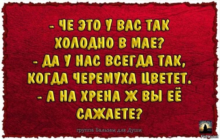 У нас холодно будет. А зачем вы черемуху сажаете. Холодно когда цветет черемуха а зачем вы ее сажаете. А зачем вы ее сажаете. Анекдот про черемуху.