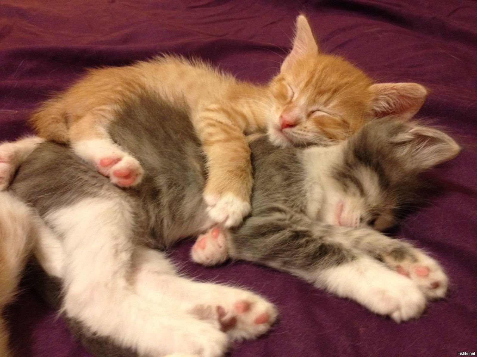 Кошки спят вместе. Два спящих котенка. Котята прижимаются друг к другу. Котики спят вместе. Спящие котята.
