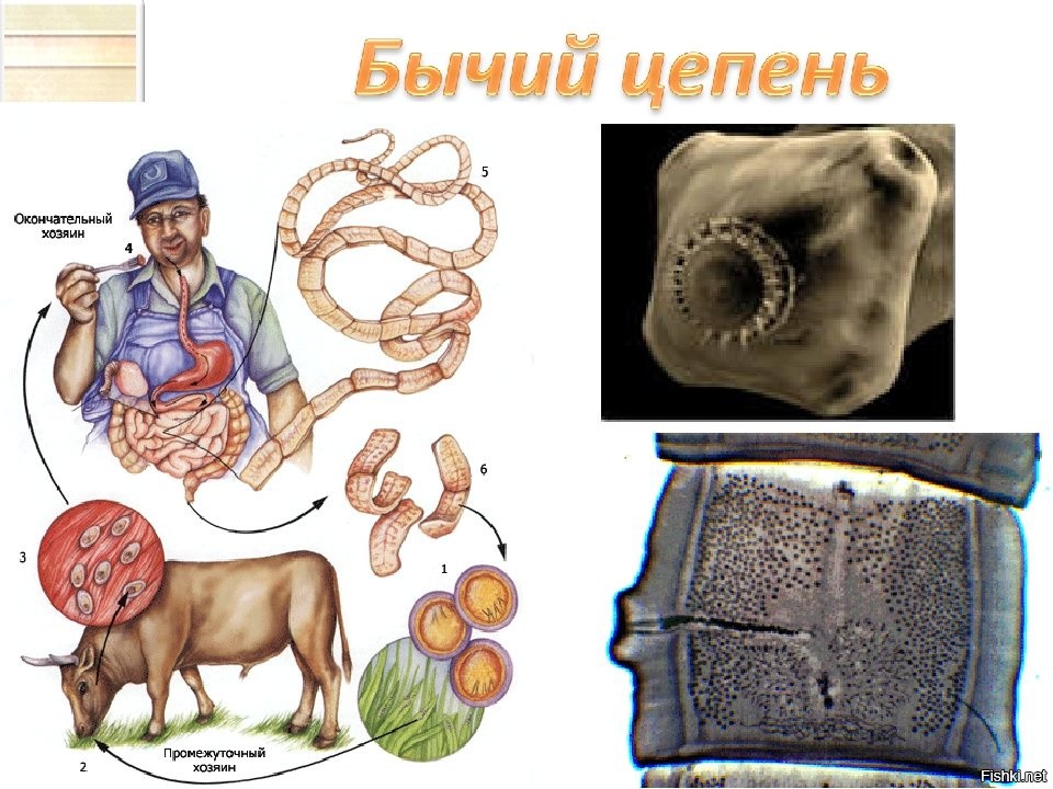 Бычий цепень. Бычий цепень микроскоп.