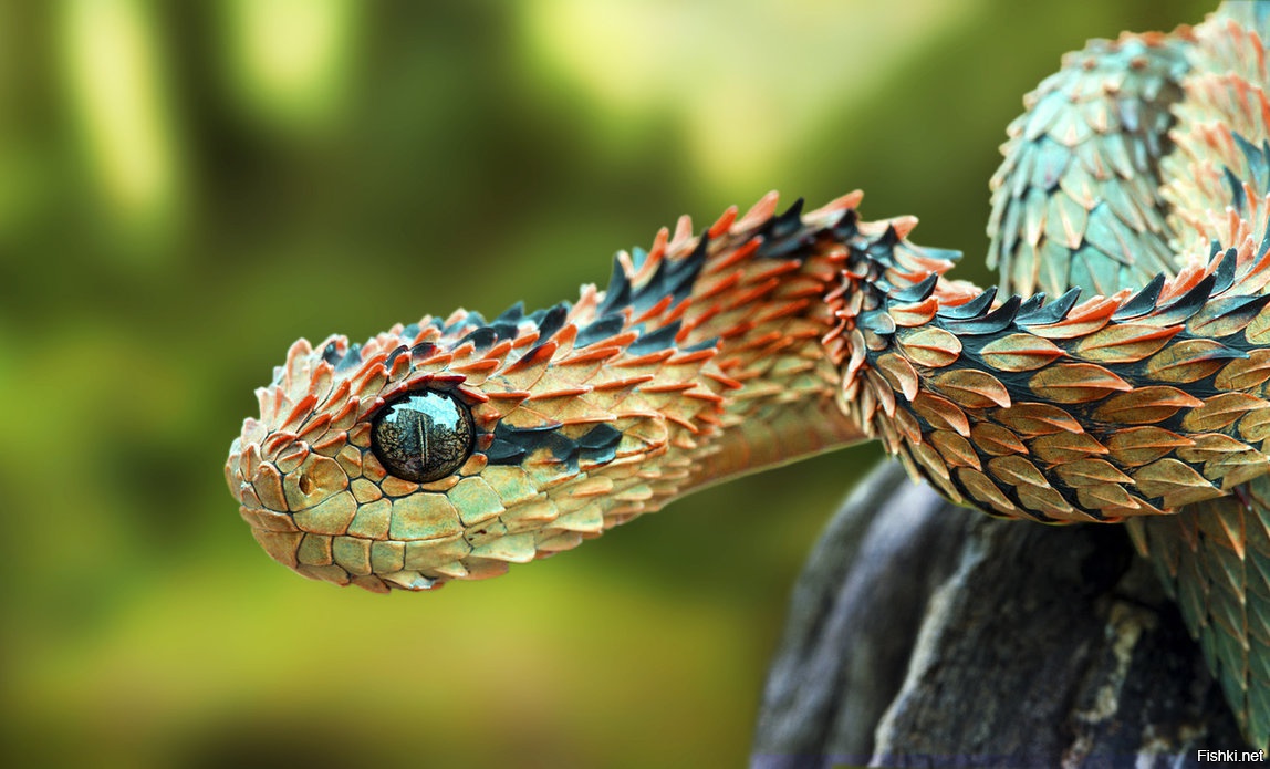 Колючая кустарниковая гадюка (Atheris hispida)