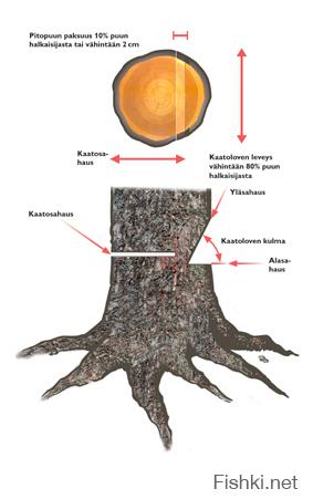 Правильно спилить дерево бензопилой в нужном направлении схема