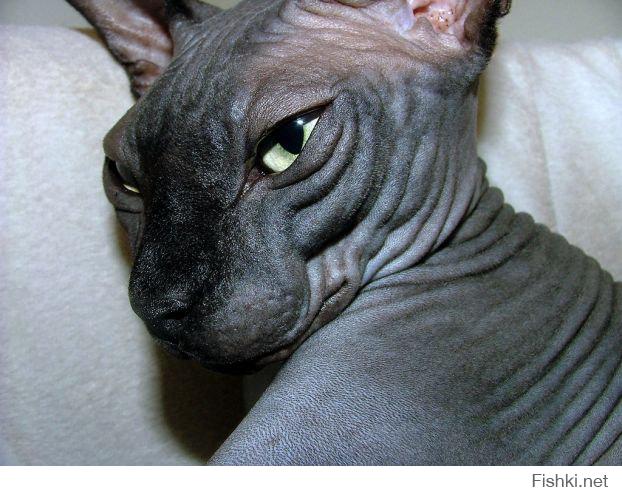 сфинкс хрипит